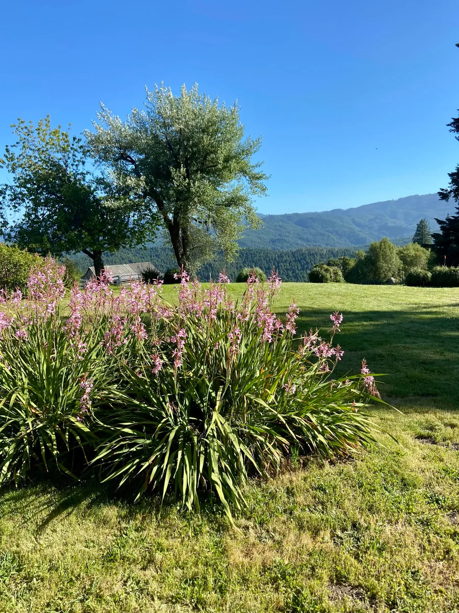 Small garden area at Anderson Ranch Weddings