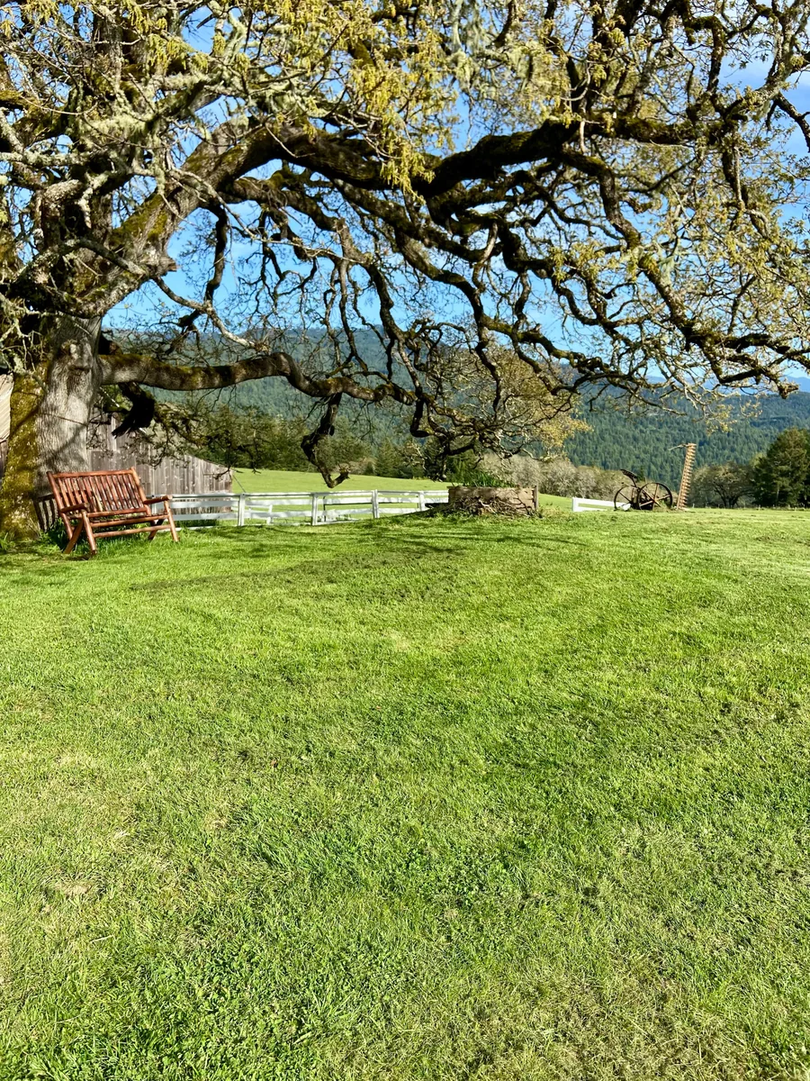 Reception area beneath a mature oak tree